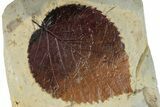 Plate with Two Fossil Leaves (Davidia) - Montana #268309-1